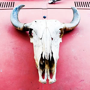 cow_skull