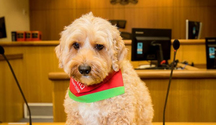 New top dog for local court in Manly