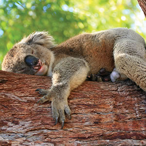 Koala and tree