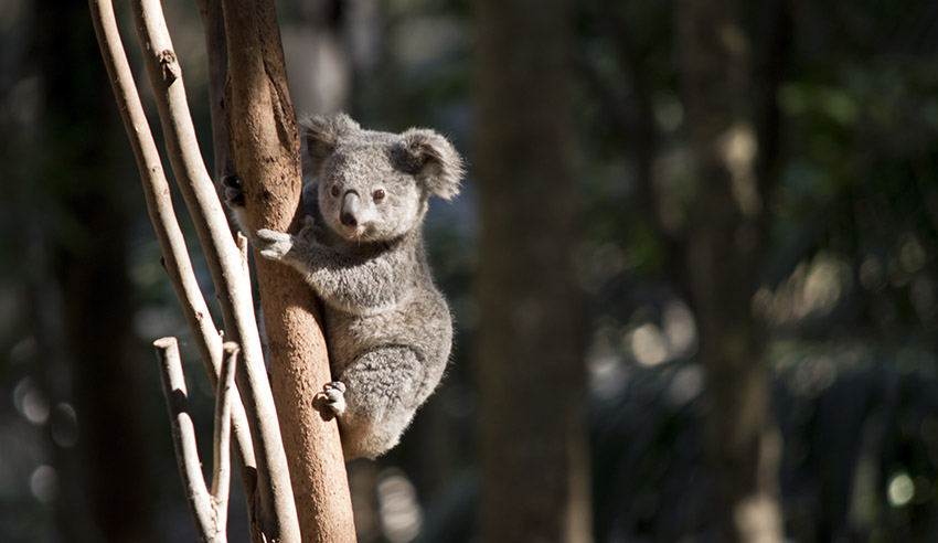 controversial koala bill